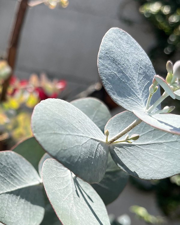 Eucalyptus branch with rounded grey-green leaves